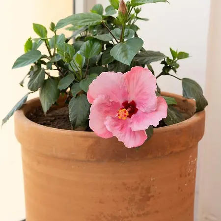 Apartament Coqueto Vistas Al Mar