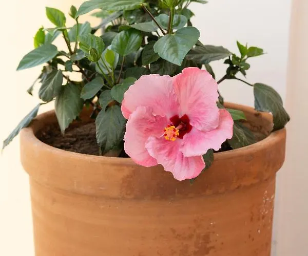 Apartamento Coqueto Vistas Al Mar